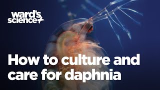 Caring and Culturing for Daphnia [upl. by Jenkins]