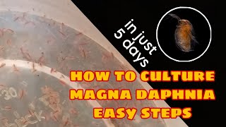 How to Culture Magna Daphnia Easily [upl. by Anelem]