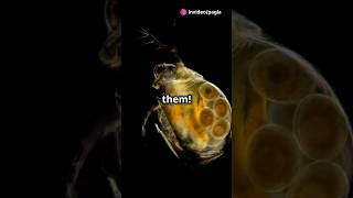 How to culture Daphnia for your Aquarium [upl. by Ordnas]