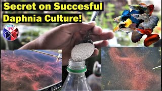 How to Culture Daphnia Successfully [upl. by Haroun]