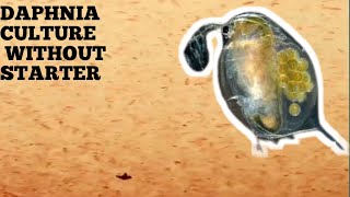 HOW TO CULTURE DAPHNIA NATURALLY WITHOUT A STARTER [upl. by Yaned506]