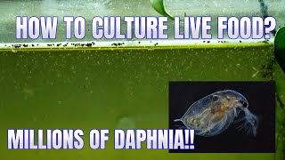 How to Culture Daphnia Secret Method to Breed MILLIONS  Simply Aquatic [upl. by Chantal]