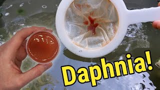 How I Culture Daphnia In Outdoor Tubs [upl. by Dodi155]