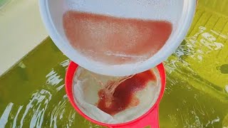 How to culture daphnia  Daphnia culture  How to grow daphnia outdoor [upl. by Scherle762]