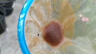 How to culture daphnia moina in a small container Part 1 English Subtitle [upl. by Fiedler413]