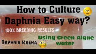 Daphnia MagnaHow to Culture Daphnia Easy wayCulturing Daphnia using Green water Daphnia [upl. by Chuu]