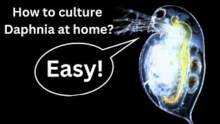 BEST Live Fish Food Beginner guide How to Culture Daphnia at home [upl. by Wilie632]