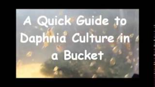 How to culture daphnia outside [upl. by Diogenes]