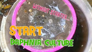 How to culture daphnia moina the easy way 1  Starting the Daphnia culture [upl. by Rehpotsirhk]