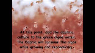 Daphnia  How to grow daphnia in your home [upl. by Evars]