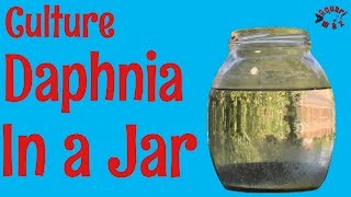 How to Culture Daphnia in a Jar [upl. by Sherrard]