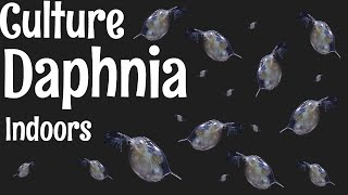 How to Culture Daphnia [upl. by Sairtemed848]