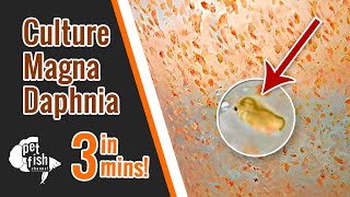 How to culture DAPHNIA MAGNA  The easy way [upl. by Cal73]