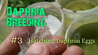 Daphnia Culture made simple and easy 3  Hatching Daphnia eggs [upl. by Rubinstein]