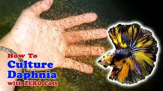 How to Culture Daphnia with ZERO Cost  Unlimited Live Food For Our Fish [upl. by Nalim186]