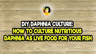 DIY Daphnia Culture How to Culture Nutritious Daphnia as Live Food for Your Fish [upl. by Riggins888]