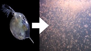 How I Culture Daphnia [upl. by Goodhen]