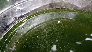 DAPHNIA MOINA CULTURE IN A SMALL BUCKET [upl. by Winser712]