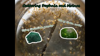 How To Culture Daphnia and Moinas using Green Water Spirulina powder [upl. by Odie]