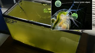 Raising Daphnia for the Freshwater Aquarium [upl. by Coralyn423]