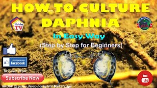 HOW TO CULTURE DAPHNIA In Easy Way [upl. by Nosittam812]